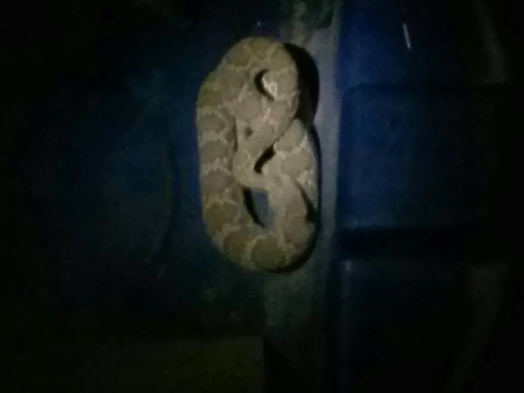 Dogs were going crazy last night around midnight, stepped out on patio to find this thing. Two hours later it was caught and released away from my property!! First rattlesnake I have seen in 20 years living in this house.