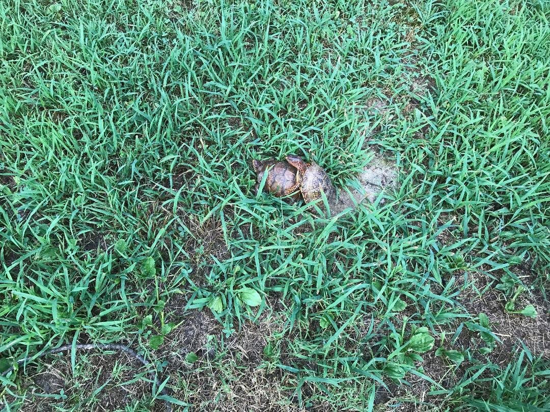 Pverts in my back yard