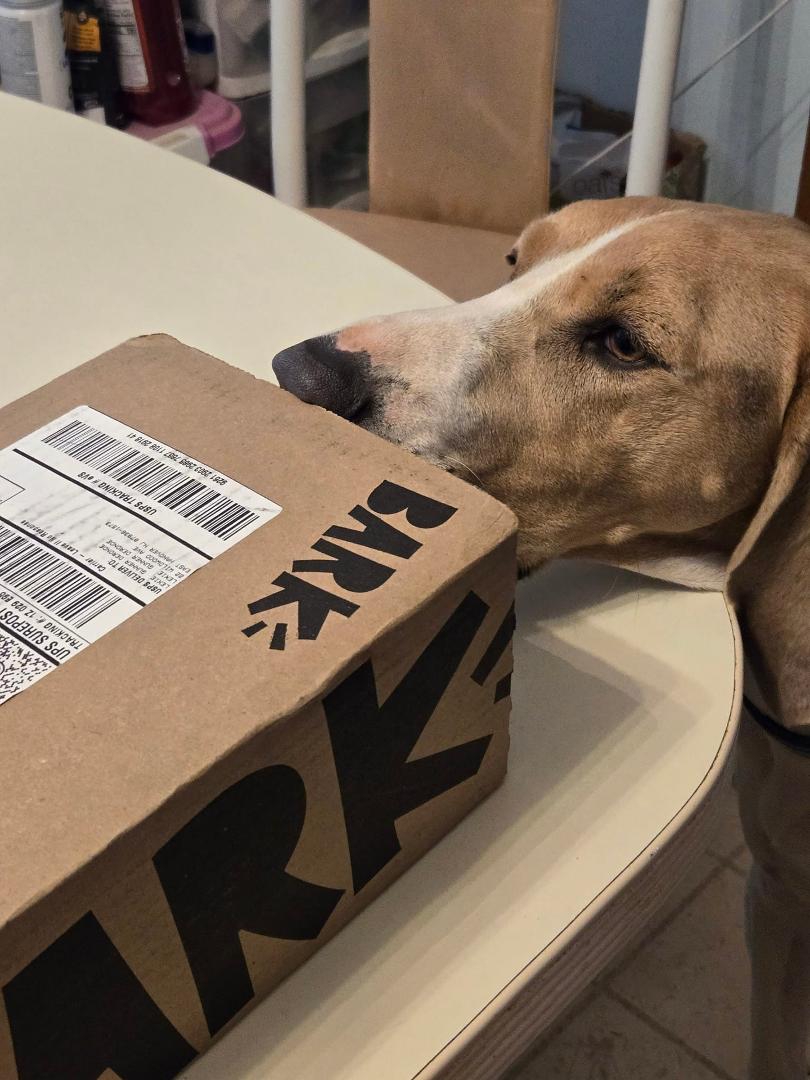 Gunner and Lexie Love their Bark Box-!!!