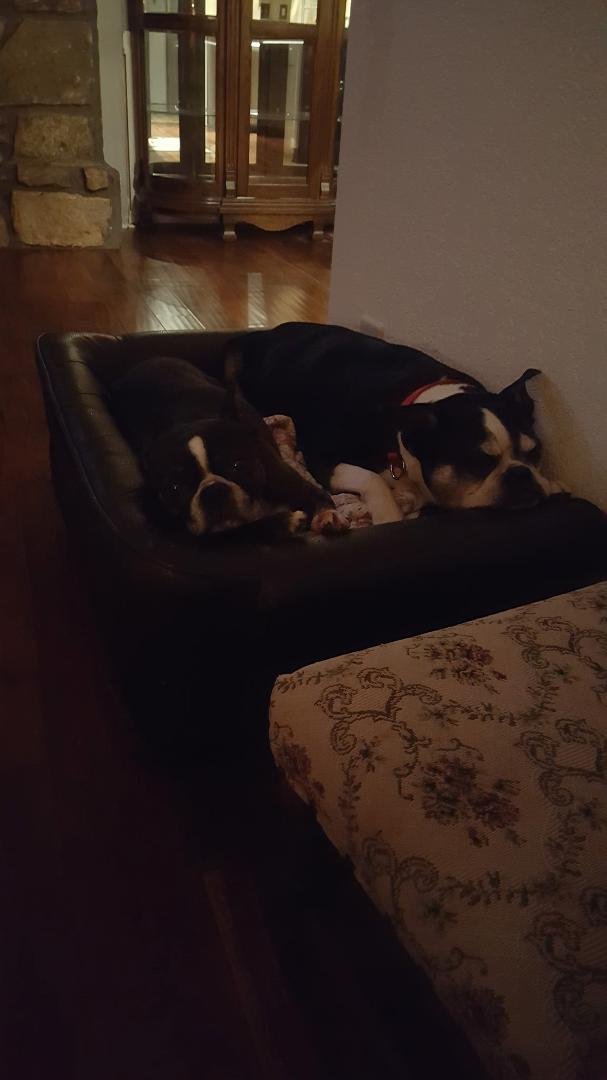 My babies laying in their bed.