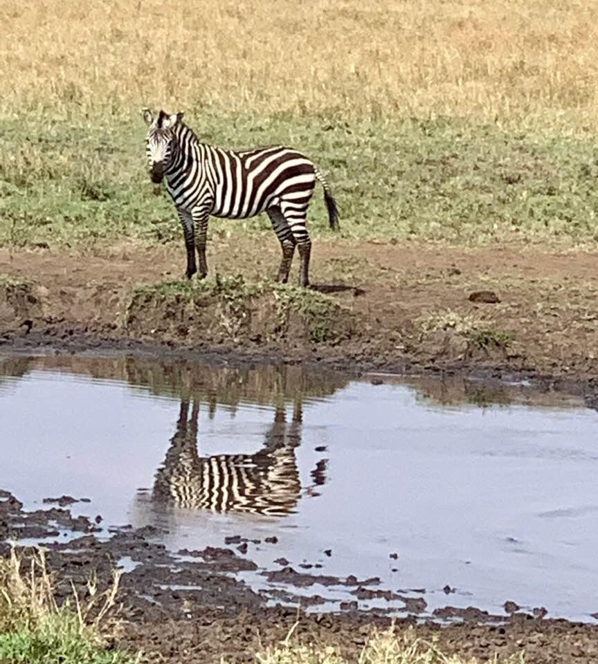 Beautiful zebra lovely composition of reflection in water. Look at cool stripe pattern. Thanks Diane (from Serengeti)