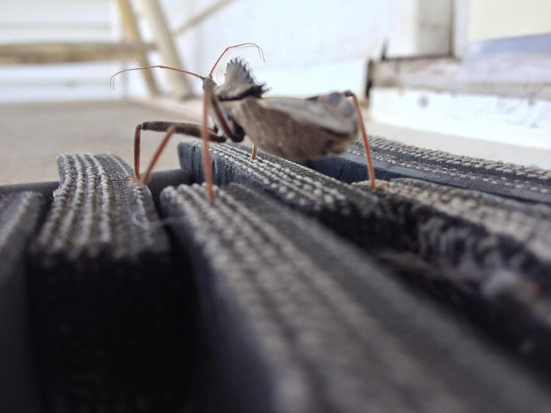 Anyone know what kind of bug this is? Have two of them crawling on house