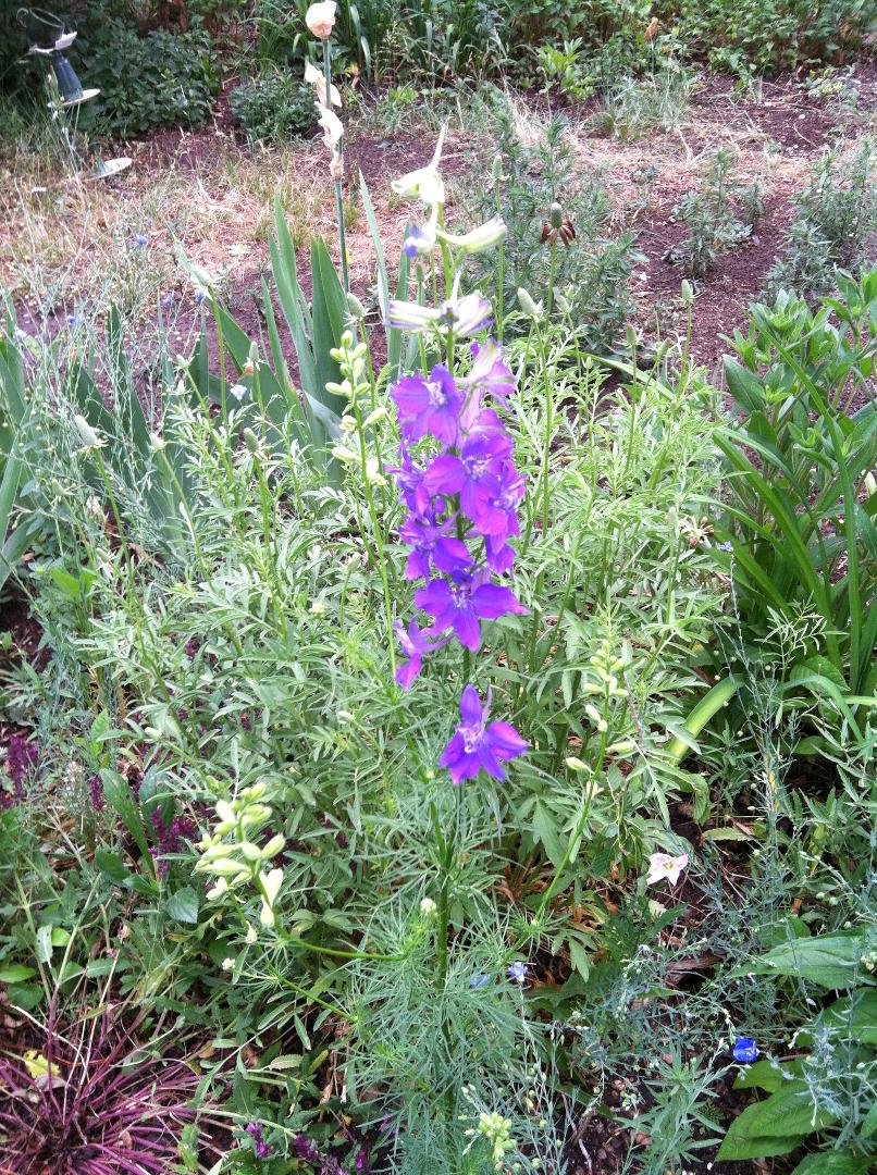 larkspur