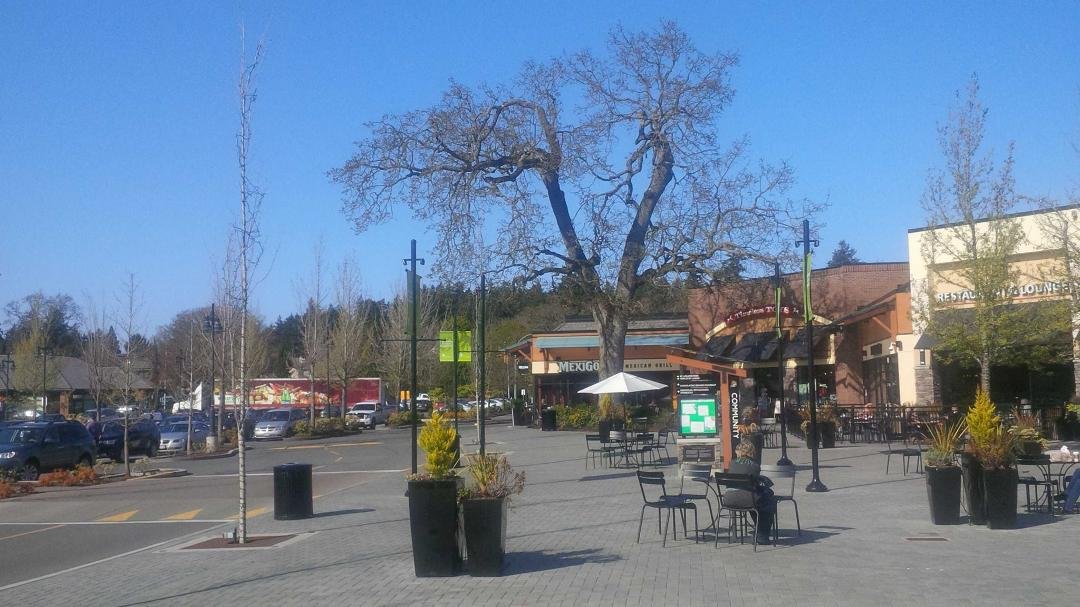 A warm early April afternoon in Victoria. The Gary Oaks are starting to bud.