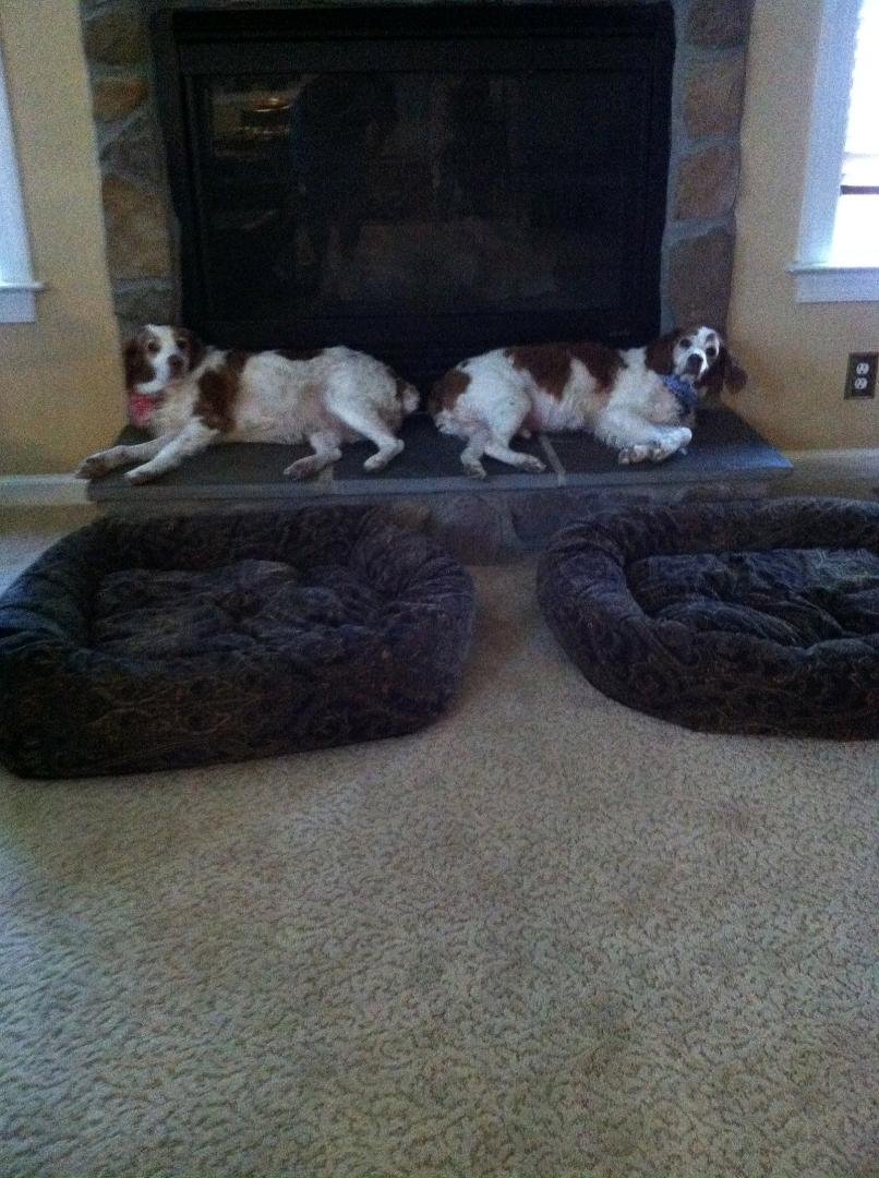 Our babies, Molly and Duncan, decide to go butt to butt instead of fighting over the hearth!! Happy National Dogs Day (an hour late). ❤️🐾❤️🐾