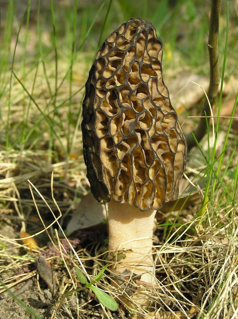 how to tell if my mushrooms are edible they are growing in my yard?
