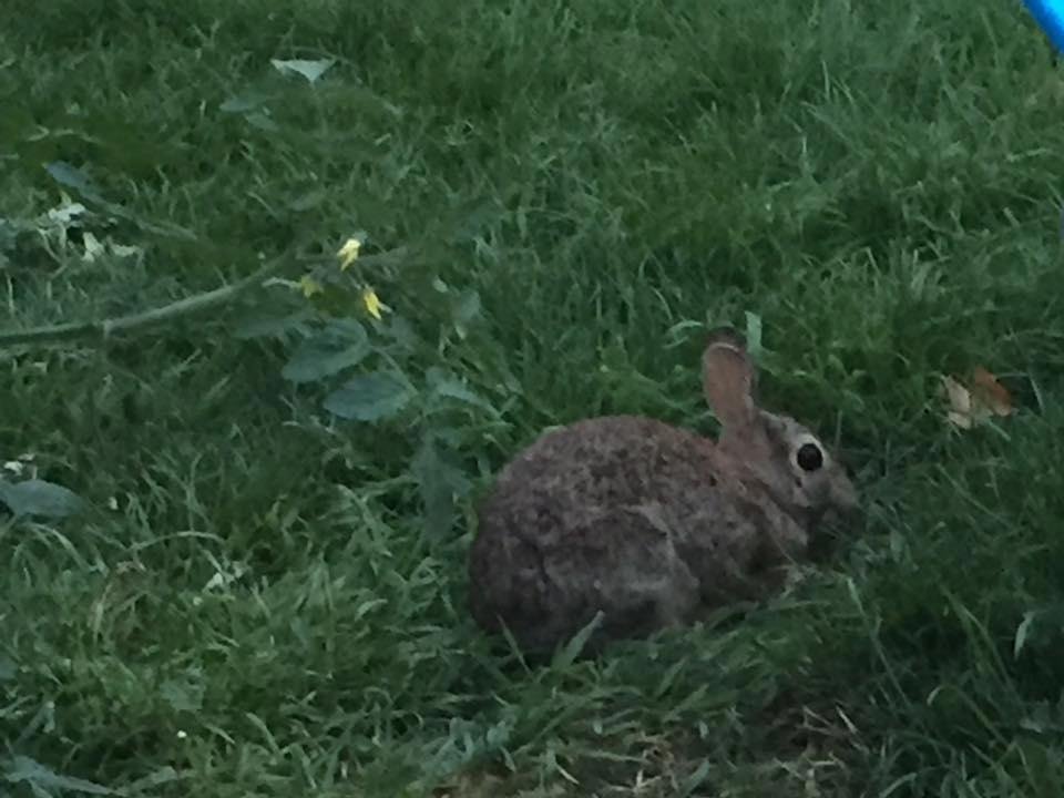 Here I am, watching a bunny eat my tomatoes ( eastern cottontail, Sylvilagus floridanus).  I don't really mind, I like bunnies and don't begrudge her a decent meal.
