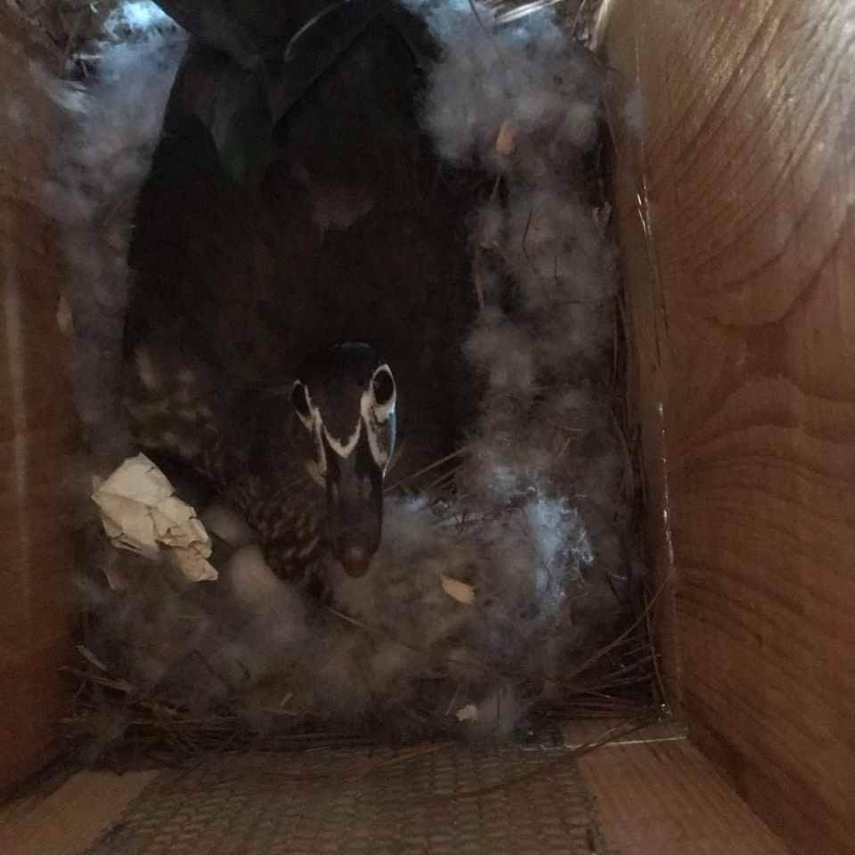 Taken from 1 of the nesting boxes we have out