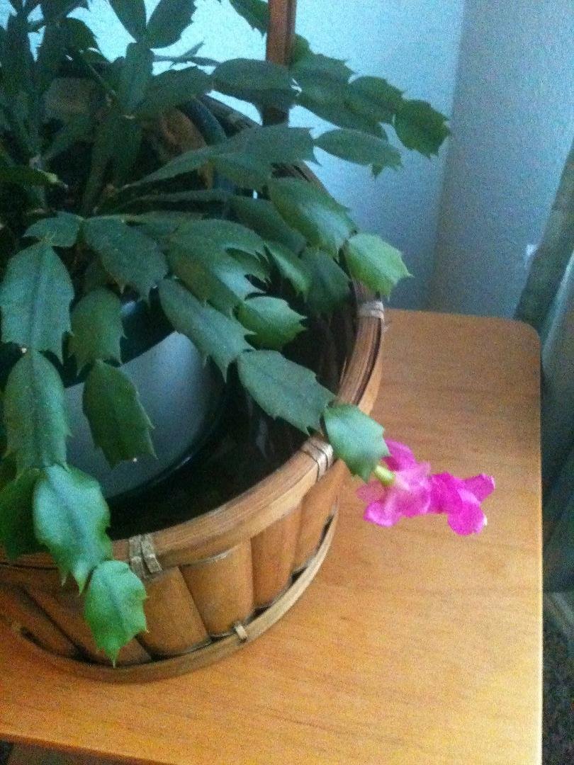 Lone bloom on my Christmas cactus..