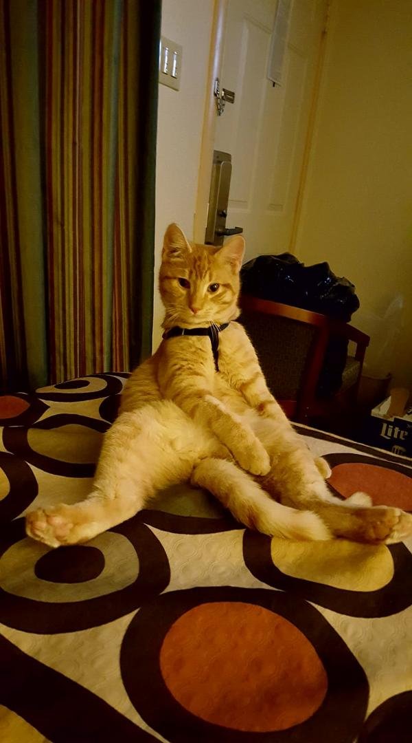 Rupert says happy National Cat day!!!