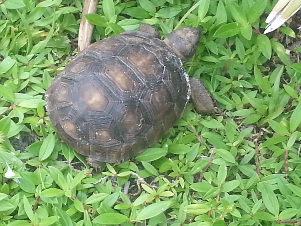 Baby gopher tortoise , about 3 inches long , old Dixie Hwy Preserve in Jupiter