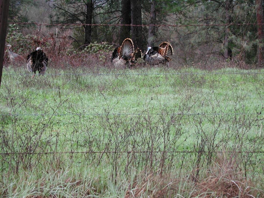 Wild Turkeys every were