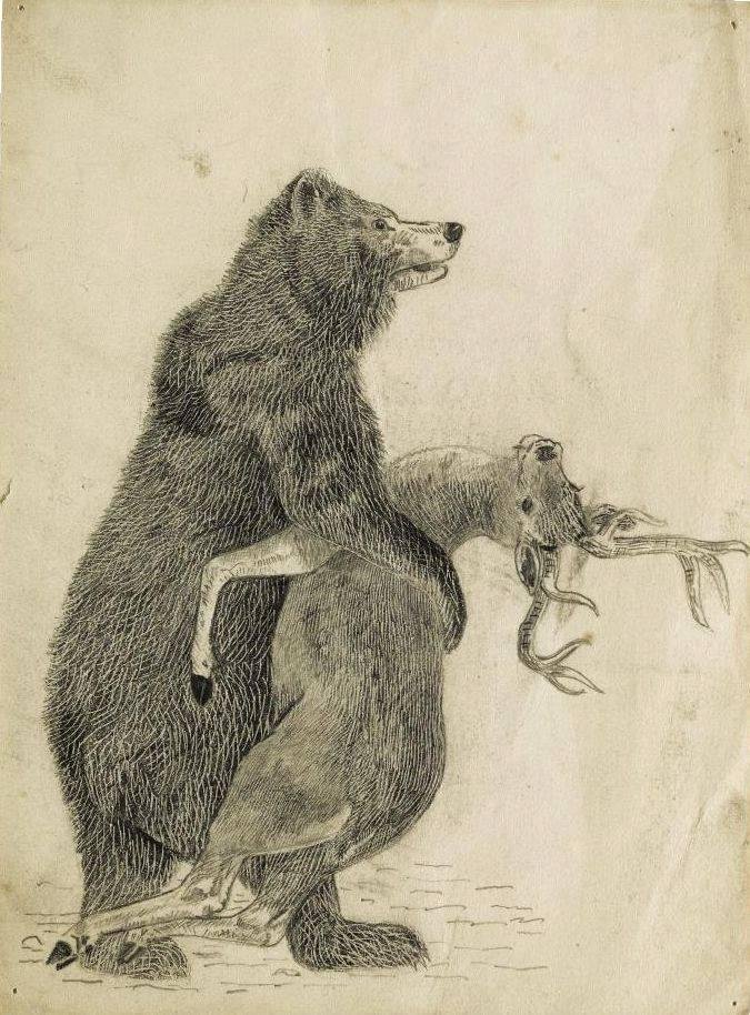 Bear Collapsing Deer, by Beatrix Potter. Not quite Flopsy Mopsy and Cottontail. She did have an edge to her, “Now, my dears,” said old Mrs. Rabbit one morning, “you may go into the fields or down the lane, but don’t go into