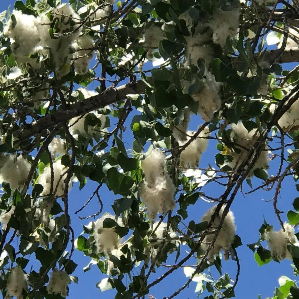 cottonwood tree