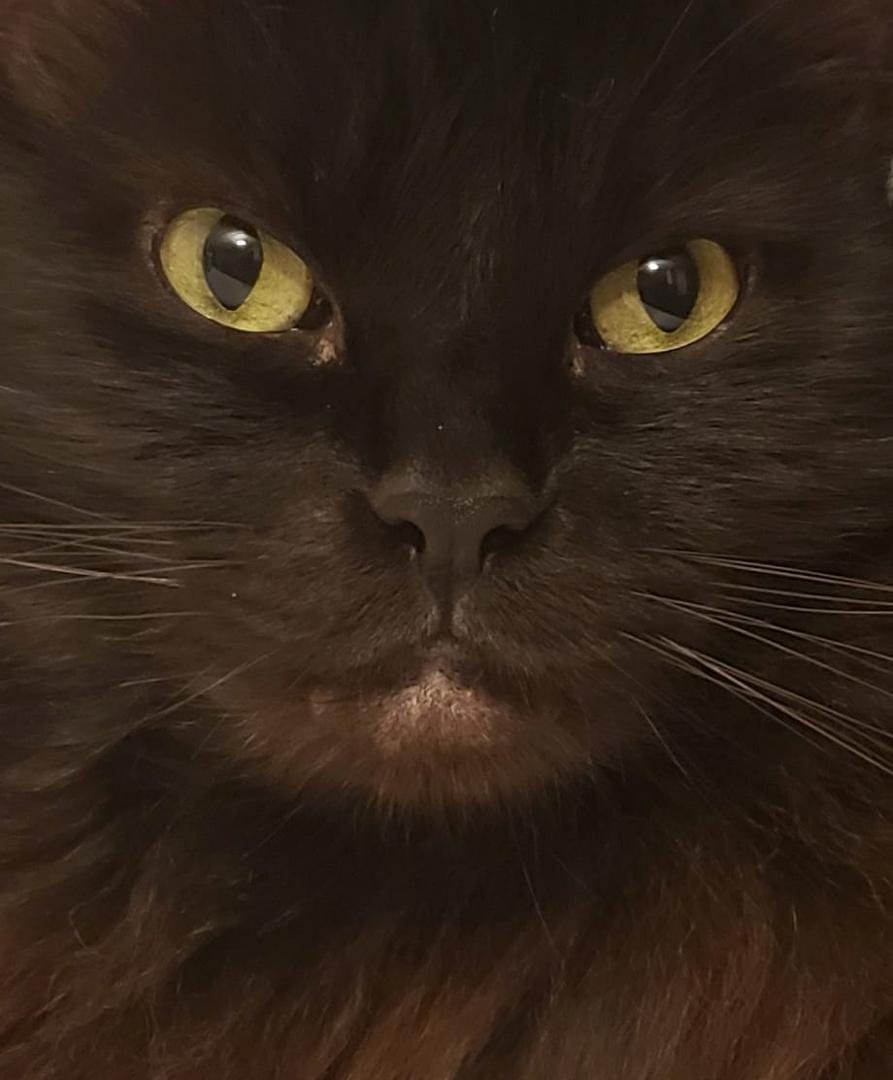 H.P. thinks it's high time that Richie stopped hogging all the Facebook posts. Here he is tonight just filled with his characteristic 'tude.