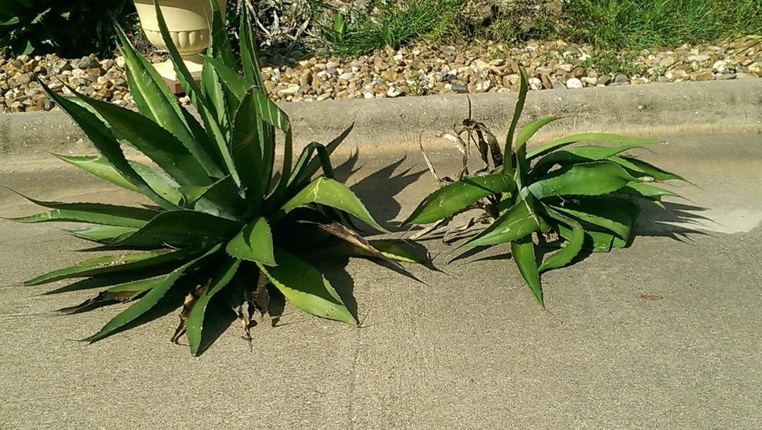 FREE Century plants... PM me...one more larger coming...
With Greta Messarra Woodward