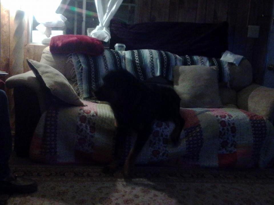 Bud got caught on the couch...lol...he's past ready for bedtime...usually 2 hrs ago....he's got a great internal clock...too funny...the other furry kids ready to....nite angels on all our  pillows