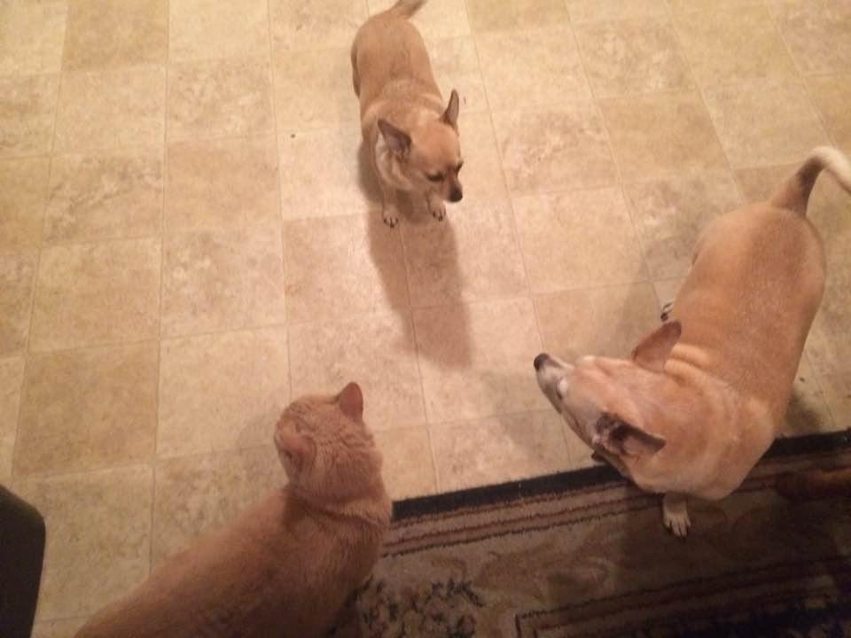 So walked in the door and all three babies are ready for their snack! Everyday!!