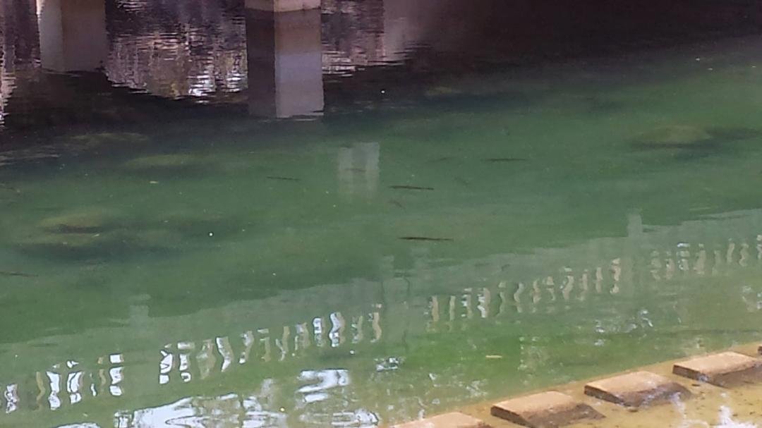 Front of dam at tahoe city where all the big fish are. Last Year 2016