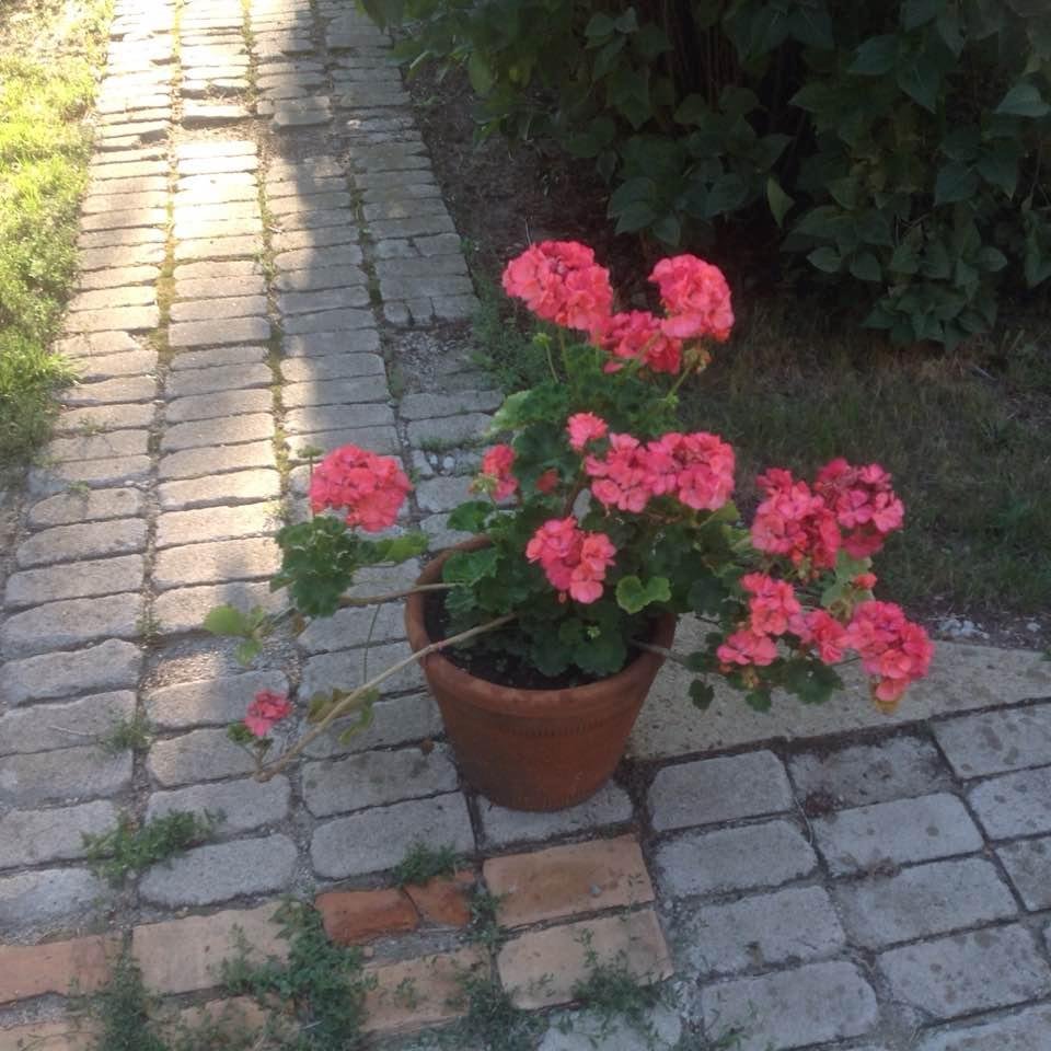 This is the geranium that Leo's Mom wanted us to throw out. She thought it was dead. It just goes to show you that with extra care anything will blossom. We miss you Mom.