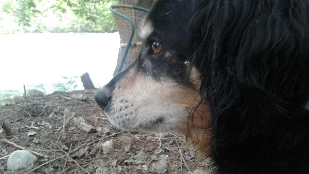 Just found out that my dog that I raised from a pup has passed away. Cancer got him. I remember Tucker as the friend I actually dreamt about before he was even born. He used to come fishing with me and watch my back. One da