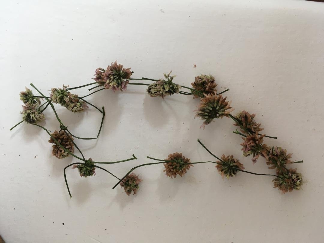 Anyone remember how to make clover jewelry? I had a 7 year old German Angel over to visit for a while and we had such fun making clover headbands, playing Go Fish and cooking vegan cocoa peanut butter oatmeal no bake cooki