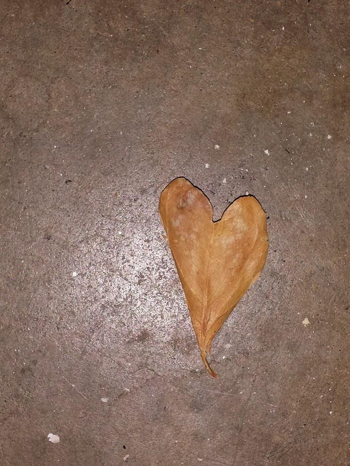 Found this leaf on my garage floor ironic wonder if its a sign