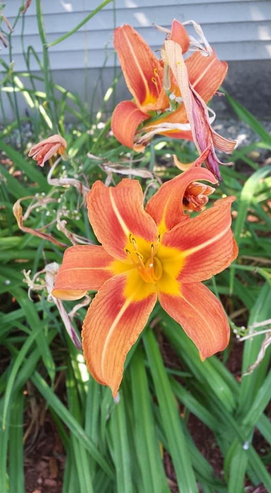 Barbara Worcester's album, Mobile Uploads