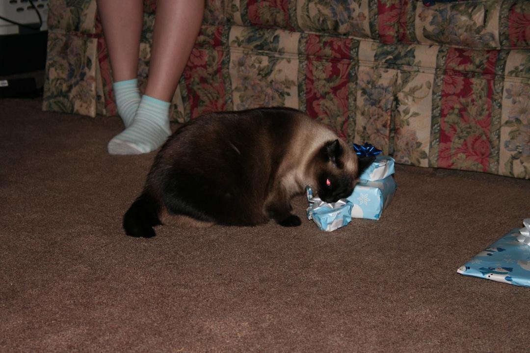 Angie Allen's album, Christmas 2011