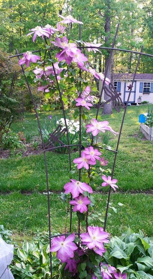 My purple gift for Rebecca Shipe from my own garden today.