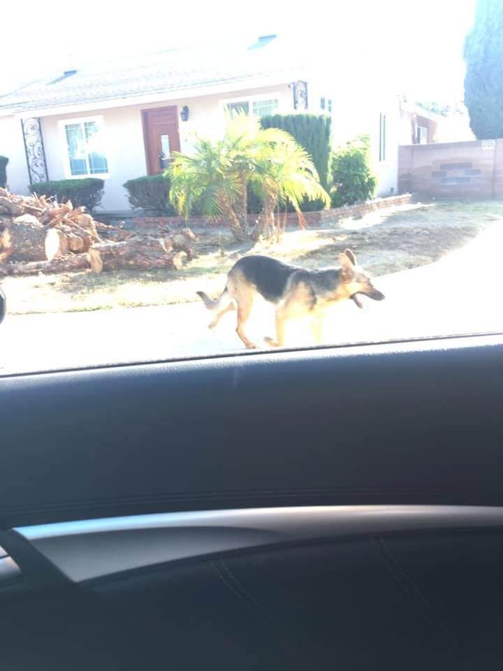 German shepherd running around near aurthurdale/mcnab