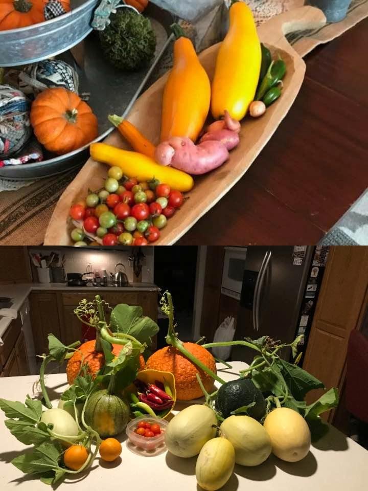 Top photo 2017; bottom photo, 2018 harvest. Pumpkins, squash and peppers, oh my. Nothing like LeeAnn Shade's garden, but not too bad for someone who is afraid of snakes...
