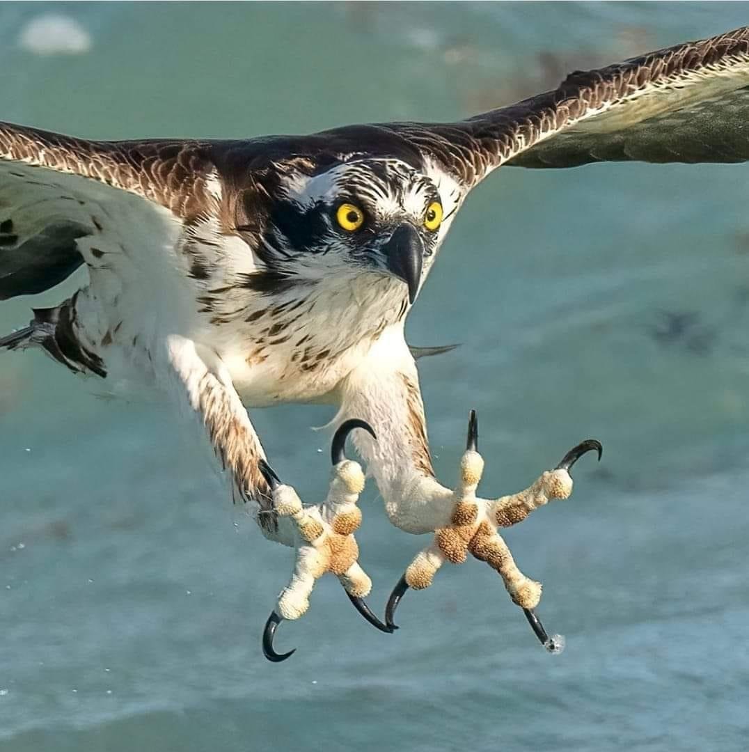 Look at those talons.