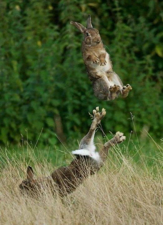 Don't know if they are playing or fighting!
