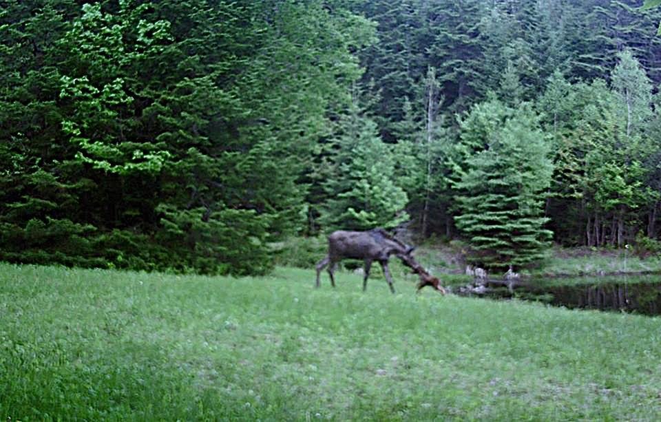 Mark Patton's album, Wildlife Over The Years