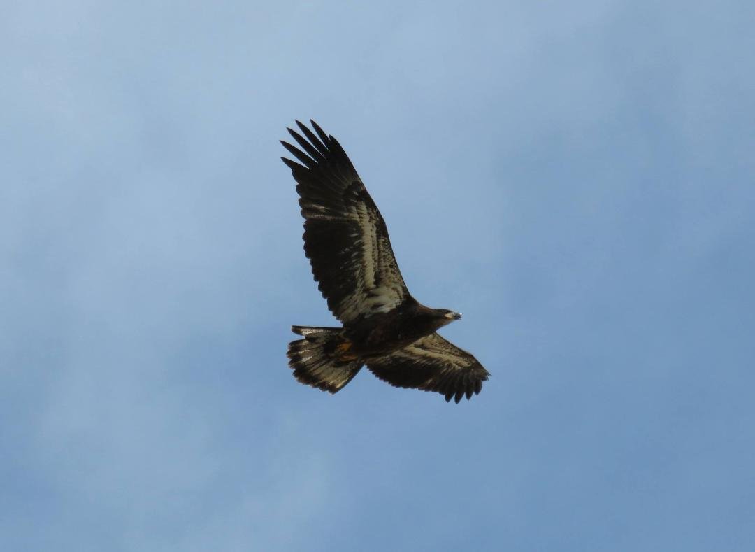 One Golden Eagle took flight and circled above for 10 minutes or more. What a thrill!