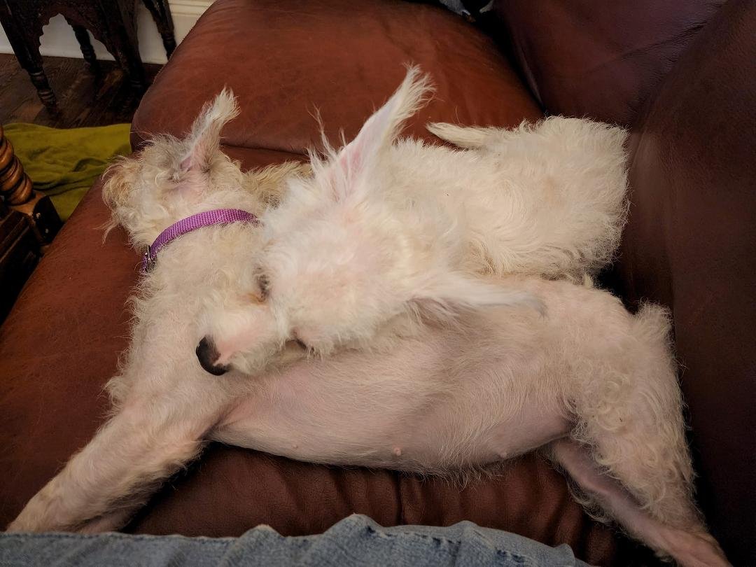 Foster life 💜 #piedmontanimalrescue