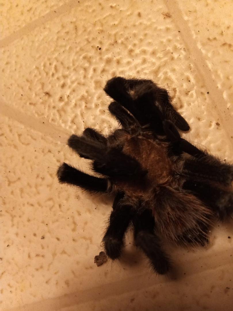 This was a little trouble but he was doa on my floor