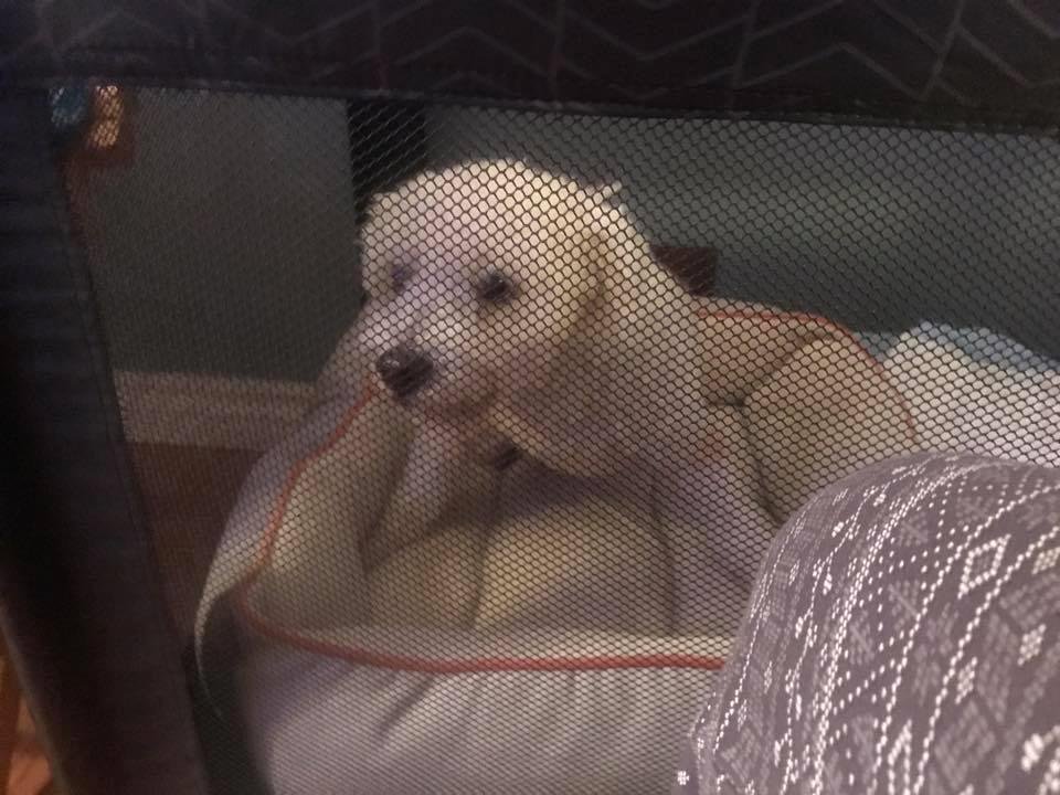 Skippers new bed