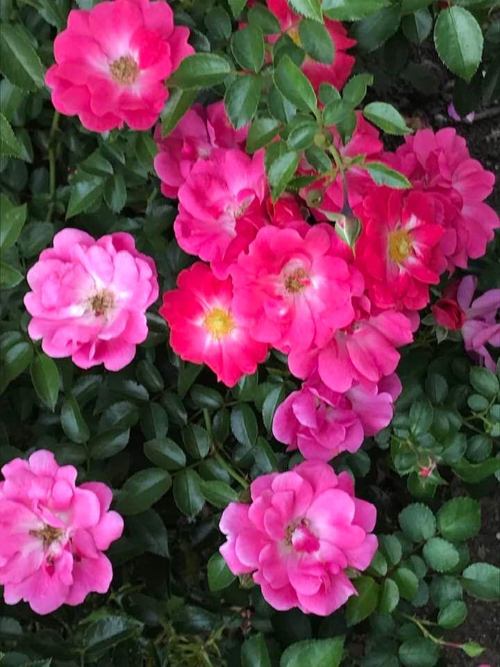 Everything’s coming up roses!!
