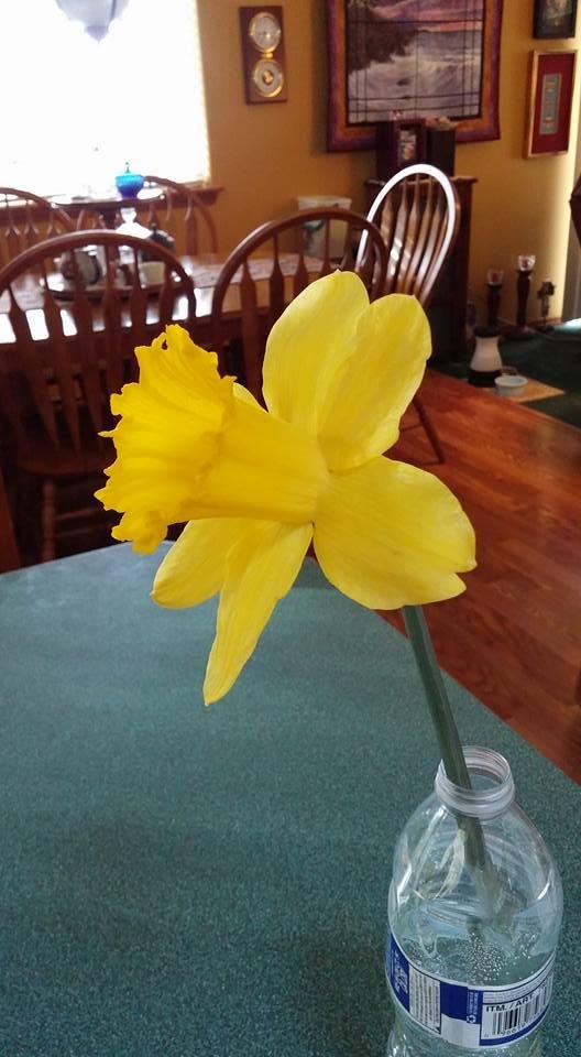 The daffodils are blaring out their yellow splendor in the Skagit Valley. We found one that lie broken at the edge of one field and brought it home, rescued from being trampled.