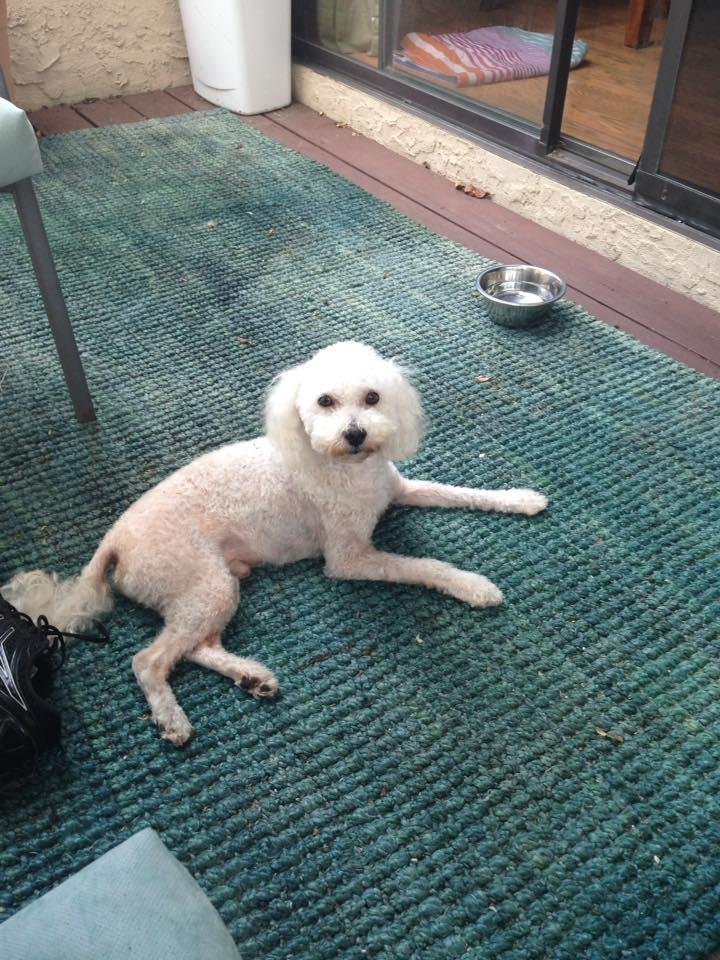 Happy birthday today to our little Skipper! We adopted him three years ago today and since we did not know what his birthday really was, we decided this would be it. He is now six years old.