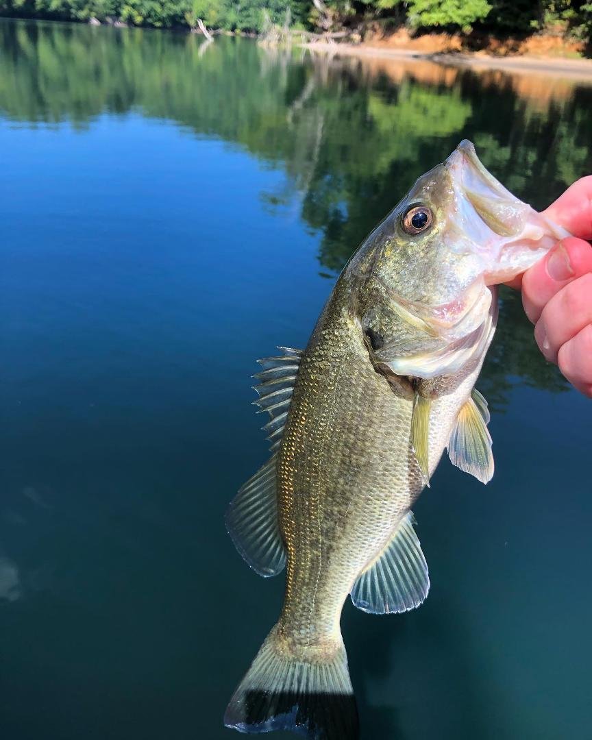 1st bass of the morning