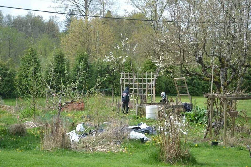 Nice work on dad's pride and joy (his garden) . He must be sad over this neglect. Poor dad.