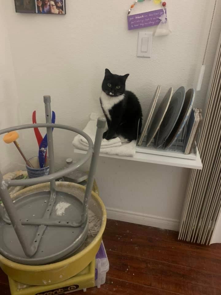 I installed a shelf so that I could keep my bats (those round things on the right) off the floor, and so I could reach them easily. Miri has decided that I installed the shelf for her.