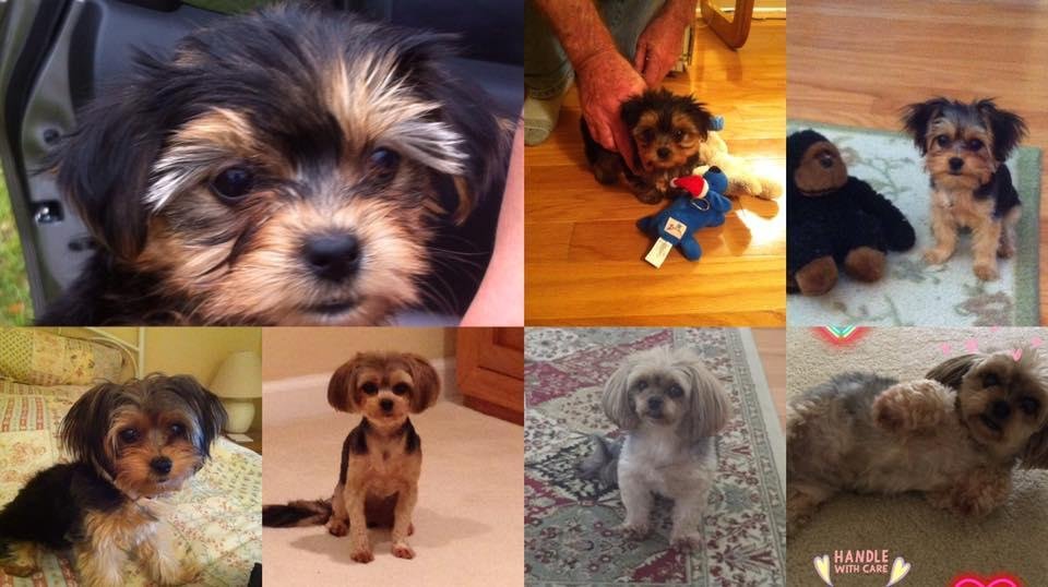 Happy 6th Birthday Bella!!!