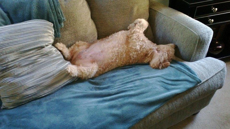 Bella having a Saturday afternoon nap