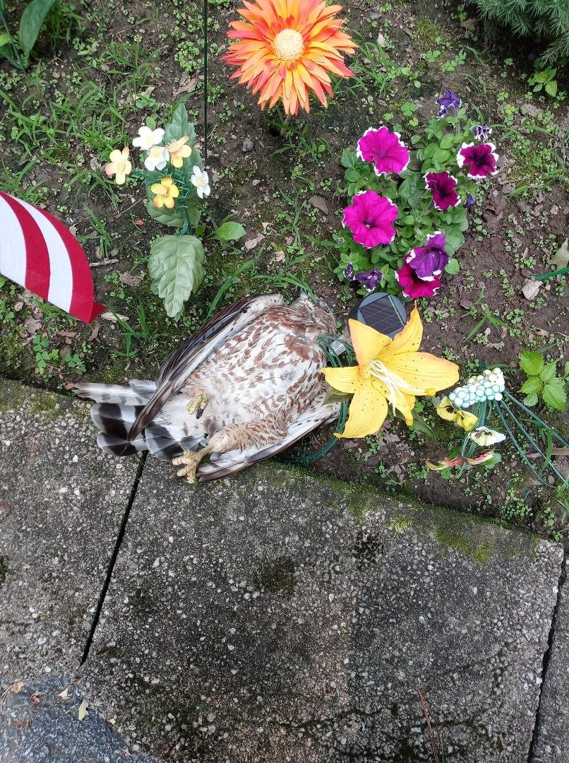 This is what happened to this stupid bird that thought it was going to swoop in and take one of our black kittens that just happened to be sitting in the window in the sun room. All I heard was BLAM and the poor kitty runni