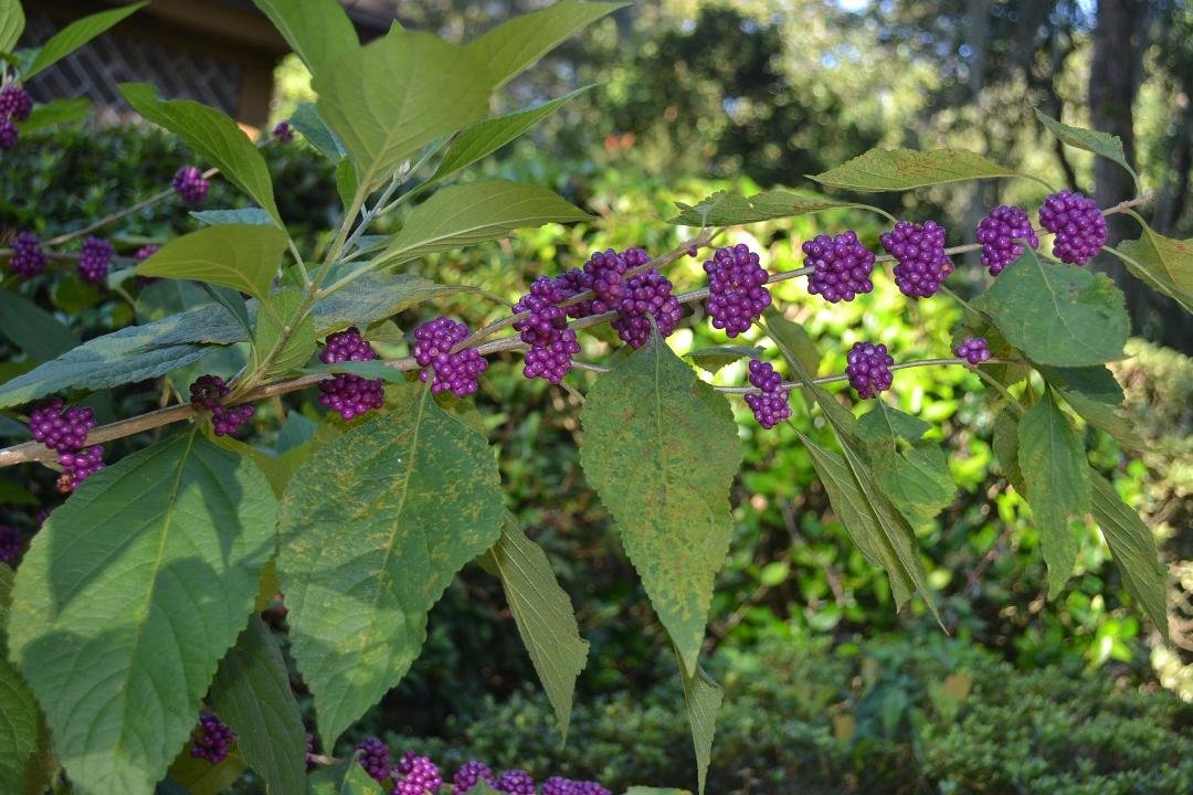 Beautyberry