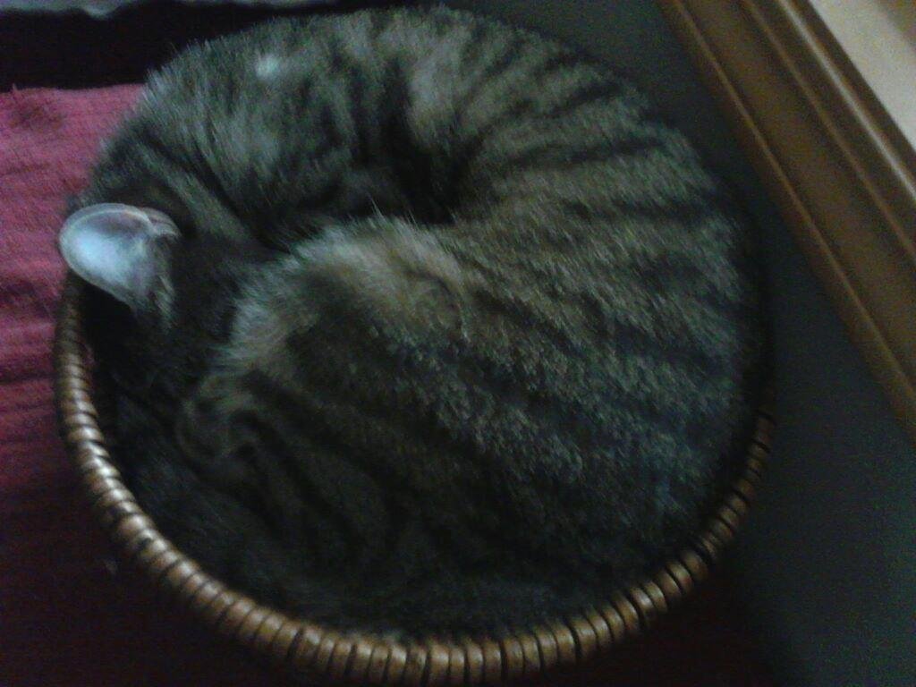 My cat loves her too small basket.
